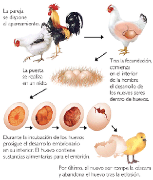 alojamiento gusano flota la reproducción en la aves - Home
